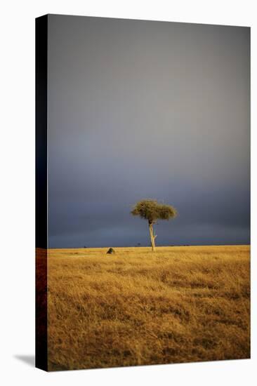 View of lone tree in grassland habitat with stormclouds, Ol Pejeta Conservancy, Kenya-Ben Sadd-Stretched Canvas