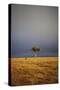 View of lone tree in grassland habitat with stormclouds, Ol Pejeta Conservancy, Kenya-Ben Sadd-Stretched Canvas