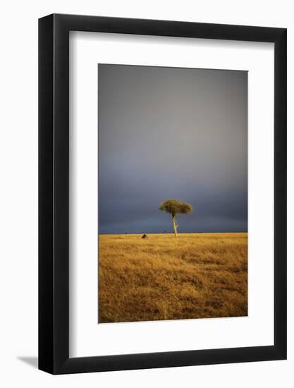 View of lone tree in grassland habitat with stormclouds, Ol Pejeta Conservancy, Kenya-Ben Sadd-Framed Photographic Print