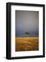 View of lone tree in grassland habitat with stormclouds, Ol Pejeta Conservancy, Kenya-Ben Sadd-Framed Photographic Print