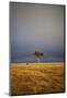 View of lone tree in grassland habitat with stormclouds, Ol Pejeta Conservancy, Kenya-Ben Sadd-Mounted Photographic Print