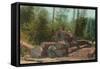 View of Lumberjacks, Logging Scene - Sterling, CA-Lantern Press-Framed Stretched Canvas