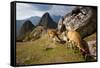 View of Machu Picchu in the Vilcanota Mountain Range in South-Central Peru-Sergio Ballivian-Framed Stretched Canvas