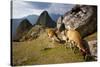 View of Machu Picchu in the Vilcanota Mountain Range in South-Central Peru-Sergio Ballivian-Stretched Canvas