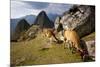 View of Machu Picchu in the Vilcanota Mountain Range in South-Central Peru-Sergio Ballivian-Mounted Photographic Print