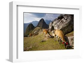 View of Machu Picchu in the Vilcanota Mountain Range in South-Central Peru-Sergio Ballivian-Framed Photographic Print