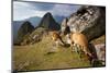 View of Machu Picchu in the Vilcanota Mountain Range in South-Central Peru-Sergio Ballivian-Mounted Photographic Print