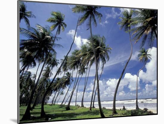 View of Manzanilla Bay, Port of Spain, Trinidad, Caribbean-Greg Johnston-Mounted Photographic Print