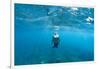 View of Mermaid Swimming in Ocean, Hawaii, USA-null-Framed Photographic Print