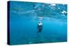 View of Mermaid Swimming in Ocean, Hawaii, USA-null-Stretched Canvas