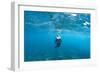 View of Mermaid Swimming in Ocean, Hawaii, USA-null-Framed Photographic Print