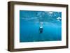 View of Mermaid Swimming in Ocean, Hawaii, USA-null-Framed Photographic Print