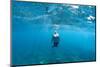 View of Mermaid Swimming in Ocean, Hawaii, USA-null-Mounted Photographic Print