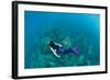 View of Mermaid Swimming in Ocean, Hawaii, USA-null-Framed Photographic Print