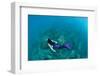 View of Mermaid Swimming in Ocean, Hawaii, USA-null-Framed Photographic Print