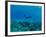 View of Mermaid Swimming Undersea, Hawaii, USA-null-Framed Photographic Print