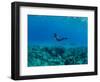 View of Mermaid Swimming Undersea, Hawaii, USA-null-Framed Photographic Print