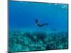 View of Mermaid Swimming Undersea, Hawaii, USA-null-Mounted Photographic Print