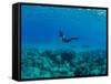 View of Mermaid Swimming Undersea, Hawaii, USA-null-Framed Stretched Canvas