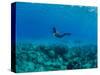 View of Mermaid Swimming Undersea, Hawaii, USA-null-Stretched Canvas