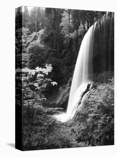 View of Middle North Falls, Silver Falls State Park, Oregon, USA-Adam Jones-Stretched Canvas