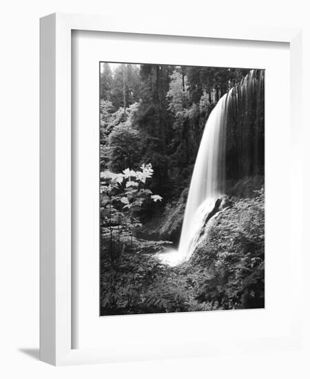 View of Middle North Falls, Silver Falls State Park, Oregon, USA-Adam Jones-Framed Photographic Print