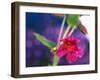 View of Monkey-Flower, Mt Rainier National Park, Washington, USA-Stuart Westmorland-Framed Premium Photographic Print