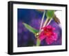 View of Monkey-Flower, Mt Rainier National Park, Washington, USA-Stuart Westmorland-Framed Premium Photographic Print