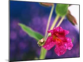 View of Monkey-Flower, Mt Rainier National Park, Washington, USA-Stuart Westmorland-Mounted Premium Photographic Print