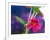 View of Monkey-Flower, Mt Rainier National Park, Washington, USA-Stuart Westmorland-Framed Photographic Print