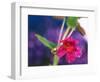 View of Monkey-Flower, Mt Rainier National Park, Washington, USA-Stuart Westmorland-Framed Photographic Print