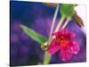 View of Monkey-Flower, Mt Rainier National Park, Washington, USA-Stuart Westmorland-Stretched Canvas