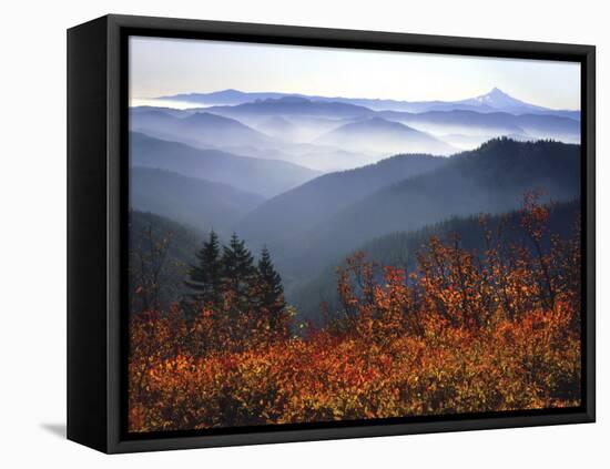 View of Mount Hood with Wild Huckleberry Bushes in Foreground, Columbia River Gorge, Washington-Steve Terrill-Framed Stretched Canvas