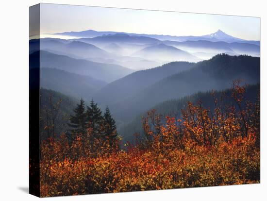 View of Mount Hood with Wild Huckleberry Bushes in Foreground, Columbia River Gorge, Washington-Steve Terrill-Stretched Canvas