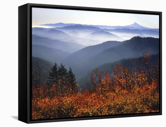 View of Mount Hood with Wild Huckleberry Bushes in Foreground, Columbia River Gorge, Washington-Steve Terrill-Framed Stretched Canvas