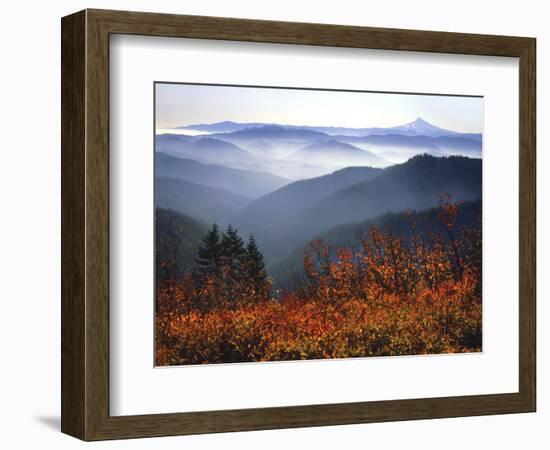 View of Mount Hood with Wild Huckleberry Bushes in Foreground, Columbia River Gorge, Washington-Steve Terrill-Framed Photographic Print