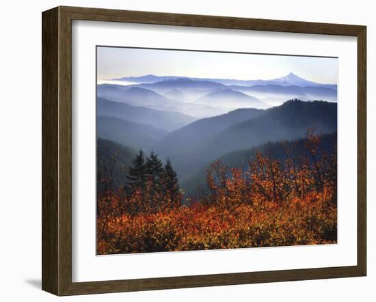 View of Mount Hood with Wild Huckleberry Bushes in Foreground, Columbia River Gorge, Washington-Steve Terrill-Framed Photographic Print