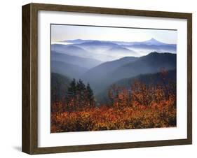 View of Mount Hood with Wild Huckleberry Bushes in Foreground, Columbia River Gorge, Washington-Steve Terrill-Framed Photographic Print