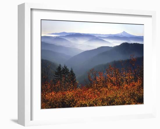 View of Mount Hood with Wild Huckleberry Bushes in Foreground, Columbia River Gorge, Washington-Steve Terrill-Framed Photographic Print