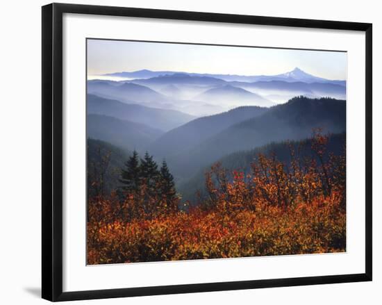 View of Mount Hood with Wild Huckleberry Bushes in Foreground, Columbia River Gorge, Washington-Steve Terrill-Framed Photographic Print