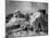 View of Mount Rushmore in Progress-Bettmann-Mounted Giclee Print