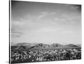 View Of Mts Desert Shrubs Highlighted Fgnd, Death Valley National Monument, California 1933-1942-Ansel Adams-Stretched Canvas