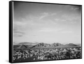 View Of Mts Desert Shrubs Highlighted Fgnd, Death Valley National Monument, California 1933-1942-Ansel Adams-Framed Stretched Canvas