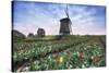 View of multi-coloured fields of tulips and windmills at spring, Berkmeer, Koggenland-Roberto Moiola-Stretched Canvas