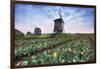 View of multi-coloured fields of tulips and windmills at spring, Berkmeer, Koggenland-Roberto Moiola-Framed Photographic Print