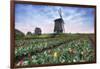 View of multi-coloured fields of tulips and windmills at spring, Berkmeer, Koggenland-Roberto Moiola-Framed Photographic Print