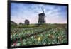 View of multi-coloured fields of tulips and windmills at spring, Berkmeer, Koggenland-Roberto Moiola-Framed Photographic Print