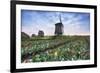 View of multi-coloured fields of tulips and windmills at spring, Berkmeer, Koggenland-Roberto Moiola-Framed Photographic Print