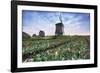 View of multi-coloured fields of tulips and windmills at spring, Berkmeer, Koggenland-Roberto Moiola-Framed Photographic Print