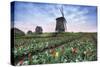 View of multi-coloured fields of tulips and windmills at spring, Berkmeer, Koggenland-Roberto Moiola-Stretched Canvas